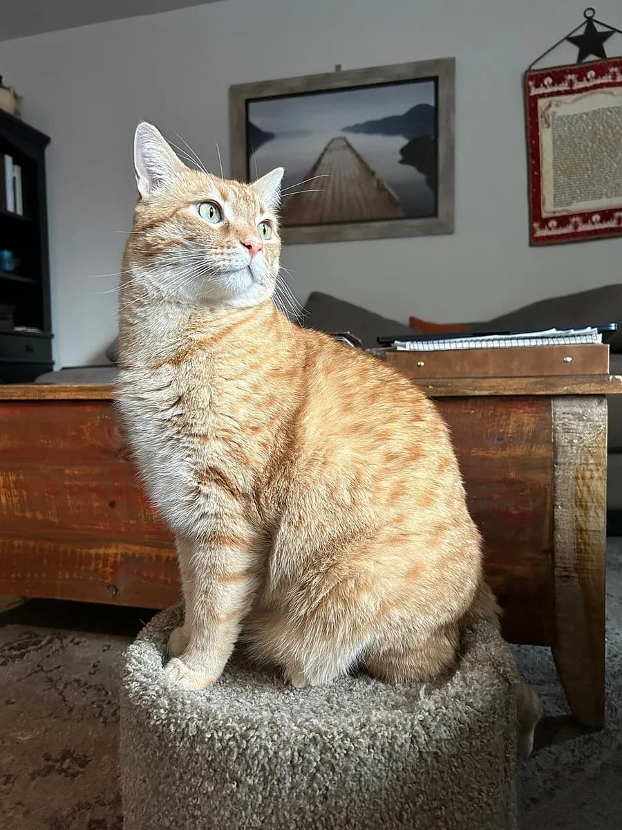 La foto di un gatto rosso seduto.